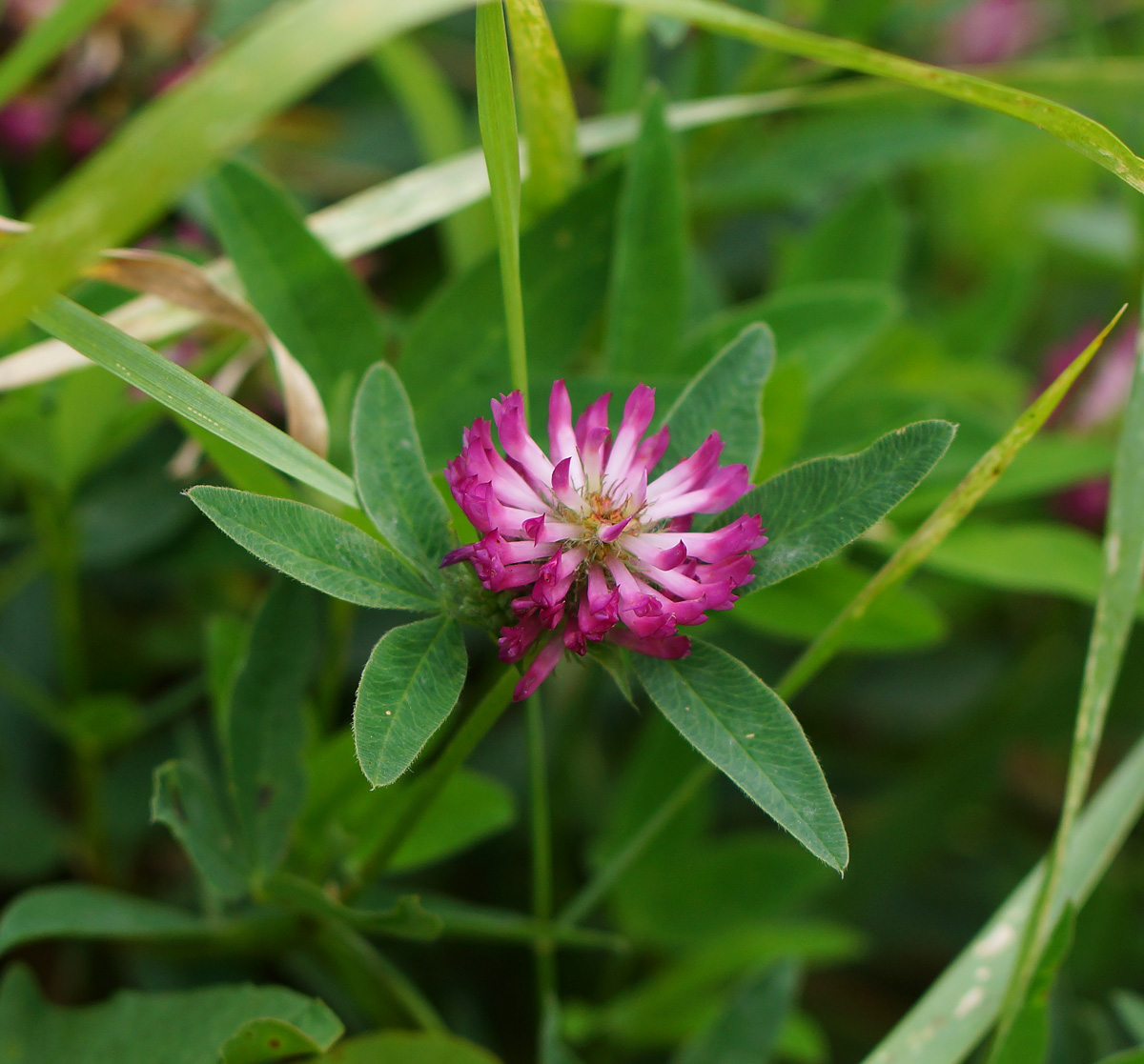 Image of Trifolium medium specimen.