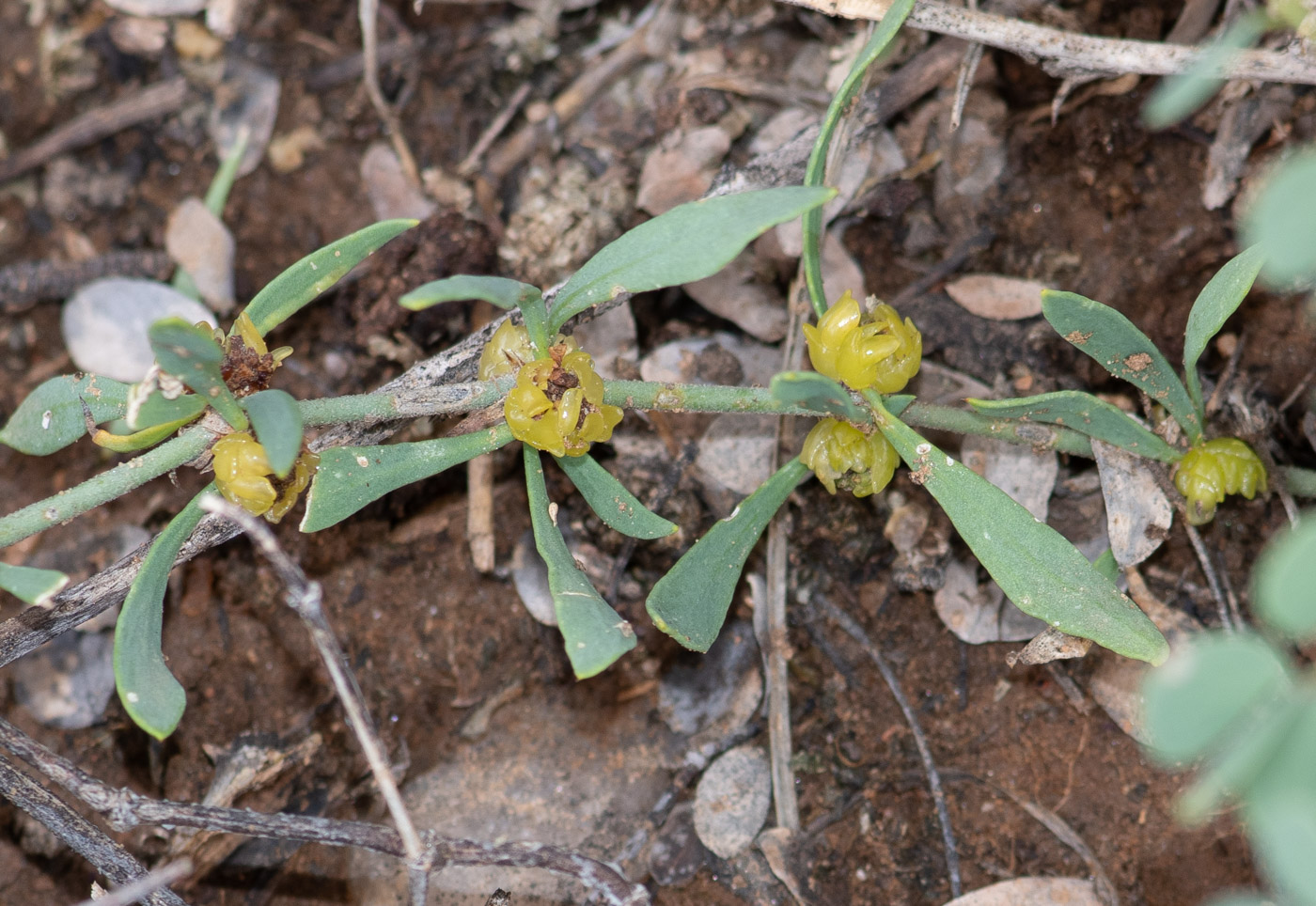 Изображение особи Pollichia campestris.