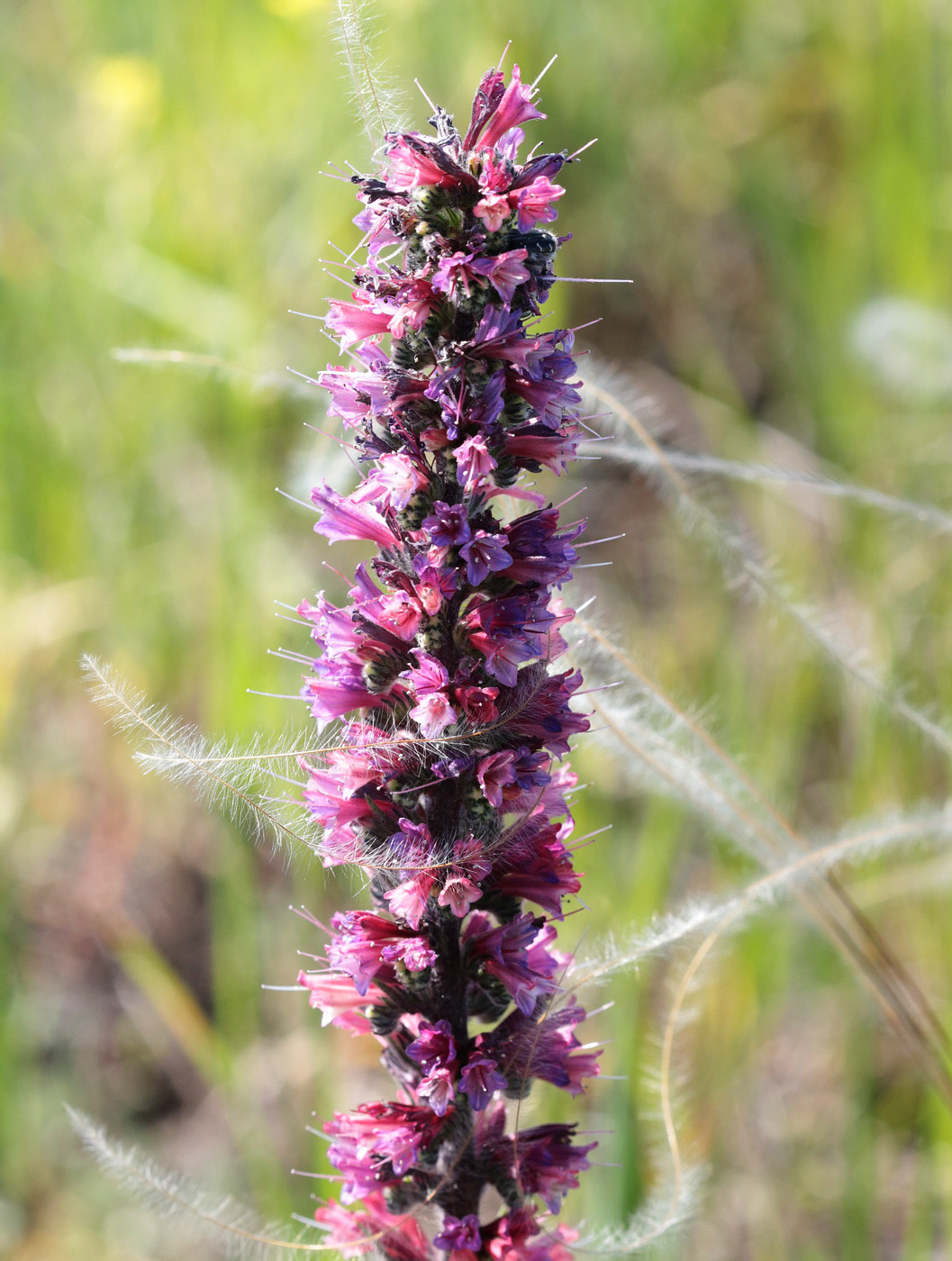 Изображение особи Echium russicum.