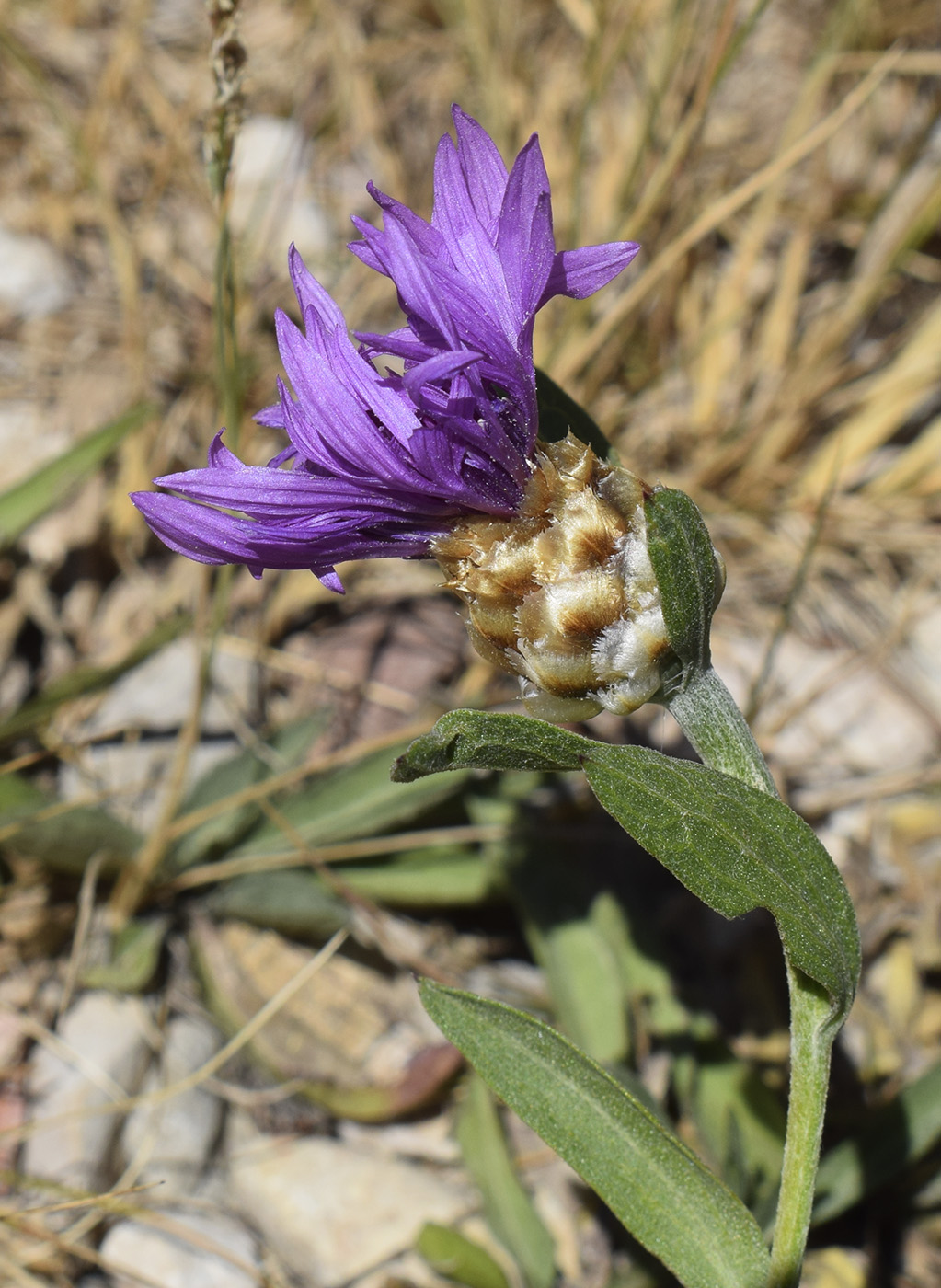 Image of Centaurea jacea ssp. vinyalsii specimen.
