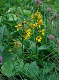 Ligularia sibirica