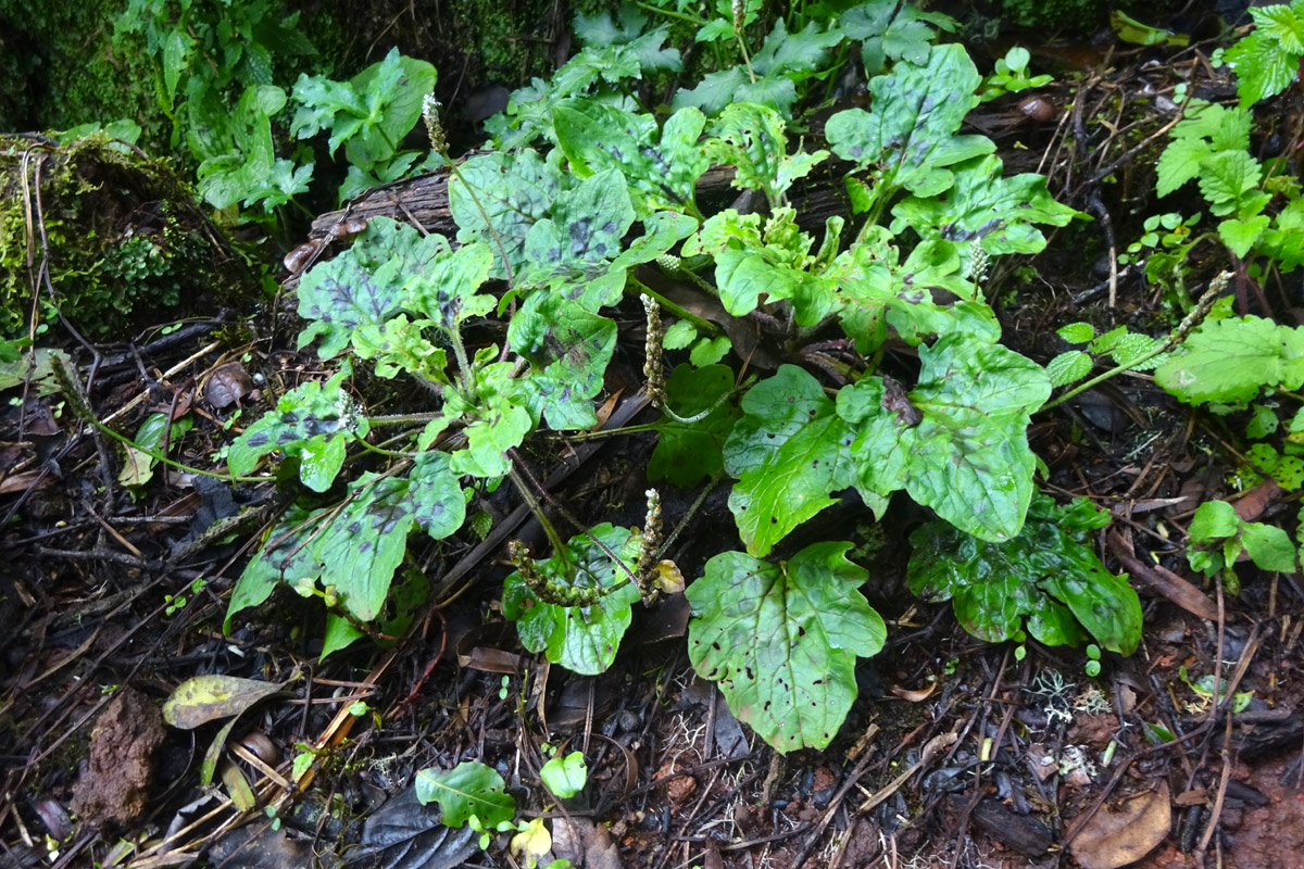 Изображение особи Plantago palmata.