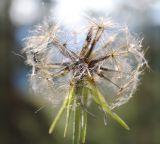 Tragopogon orientalis. Соплодие. Республика Алтай, Чемальский р-н, горный луг на высоте около 600 м н.у.м. 13.09.2010.