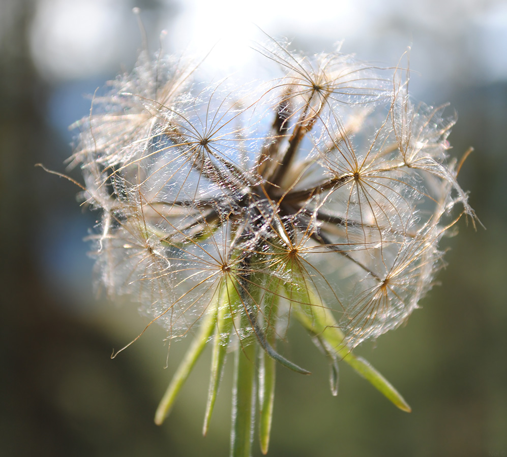 Изображение особи Tragopogon orientalis.