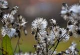 Senecio sarracenicus. Соплодия. Московская обл., гор. округ Солнечногорск, долина р. Горетовка, пойменный луг. 25.10.2020.