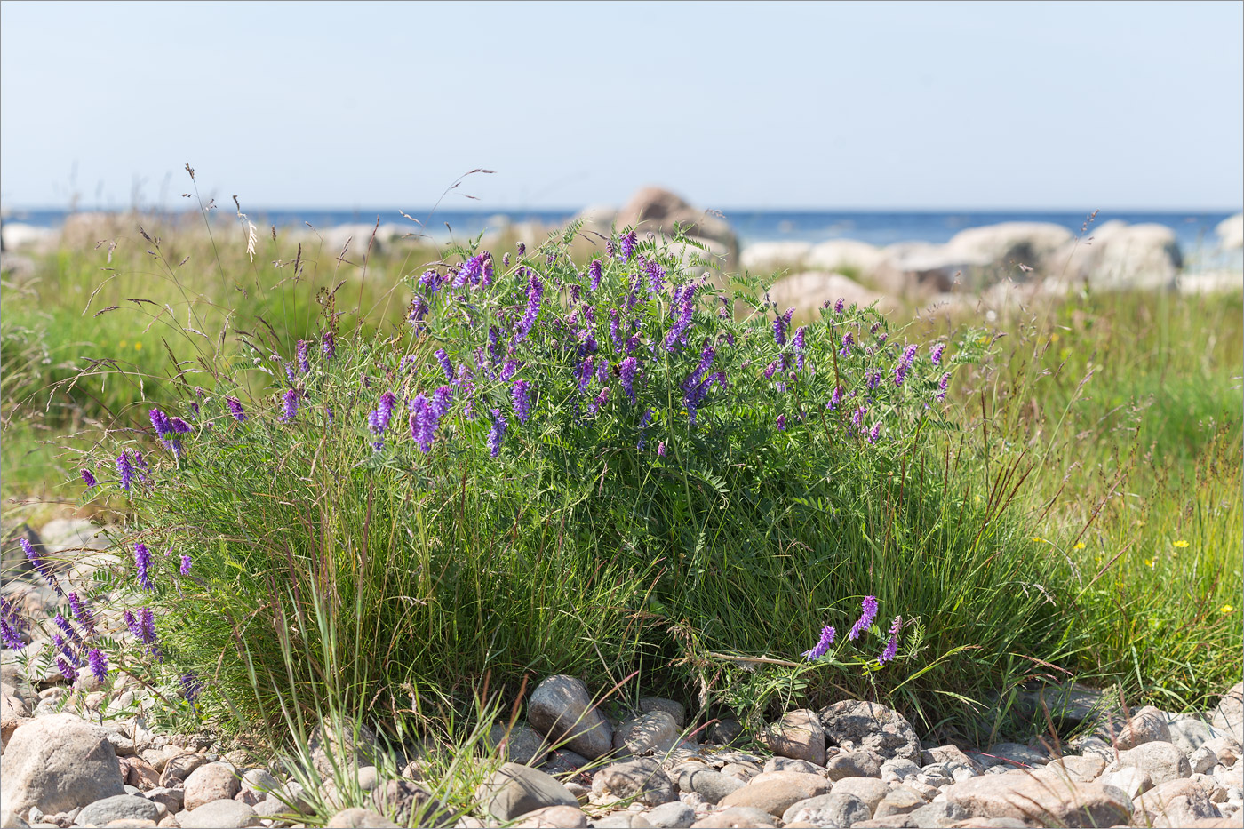 Image of Vicia cracca specimen.