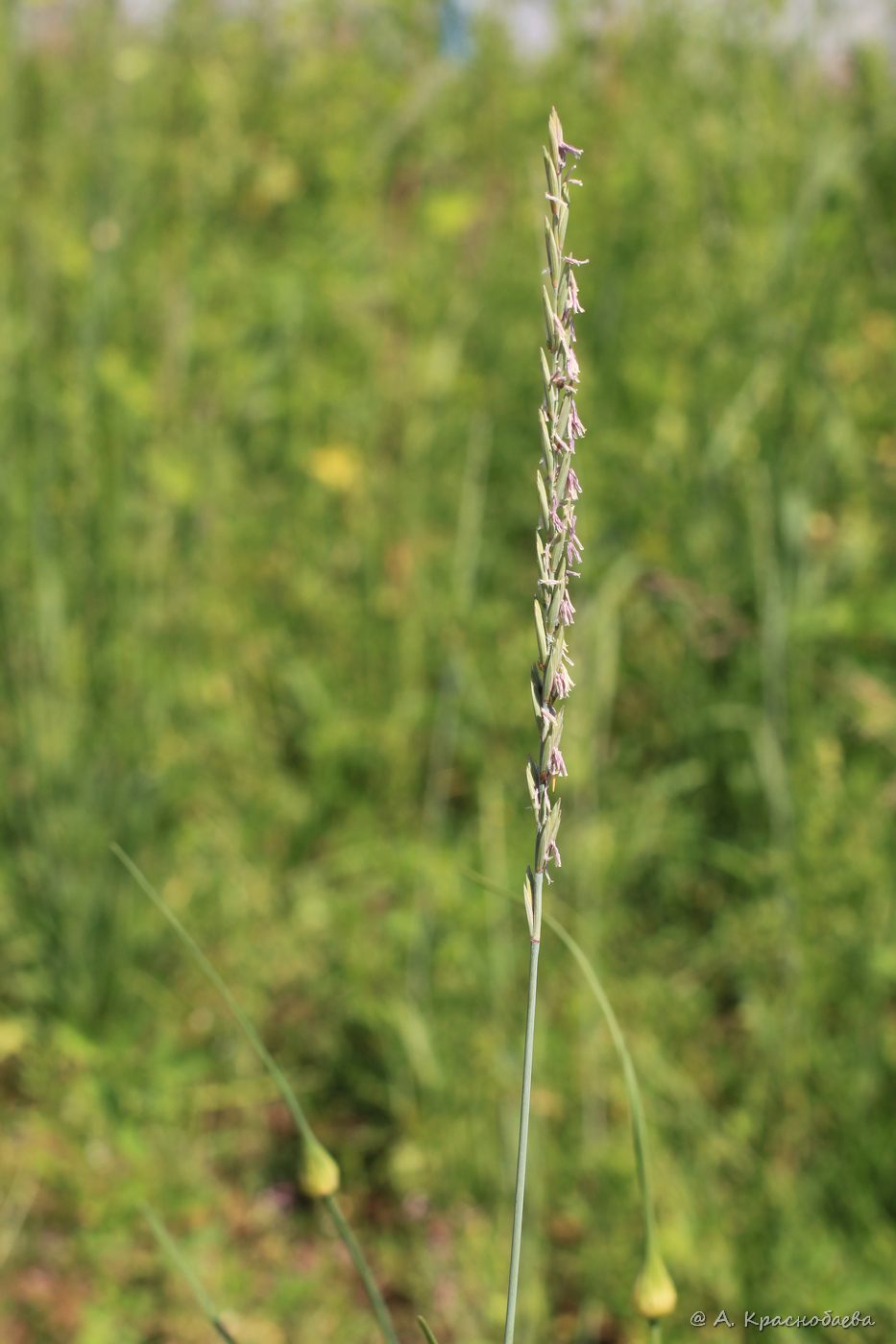 Image of Elytrigia repens specimen.