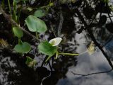 Calla palustris