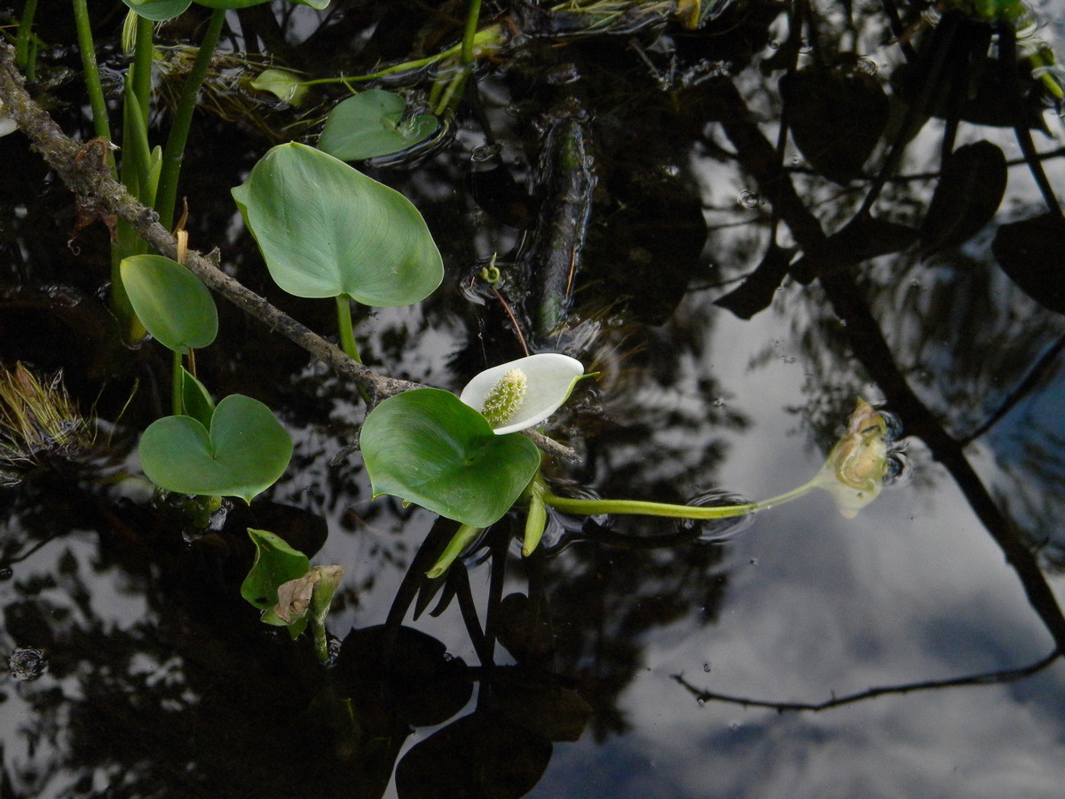 Image of Calla palustris specimen.