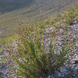 Scrophularia cretacea