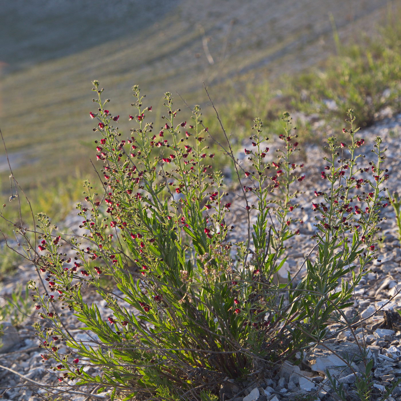 Image of Scrophularia cretacea specimen.