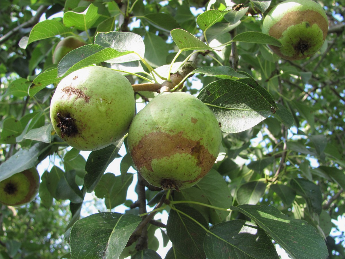 Image of Pyrus communis specimen.