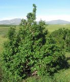 Duschekia fruticosa. Взрослое растение. Полярный Урал, окрестности оз. Естото. 31.07.2010.