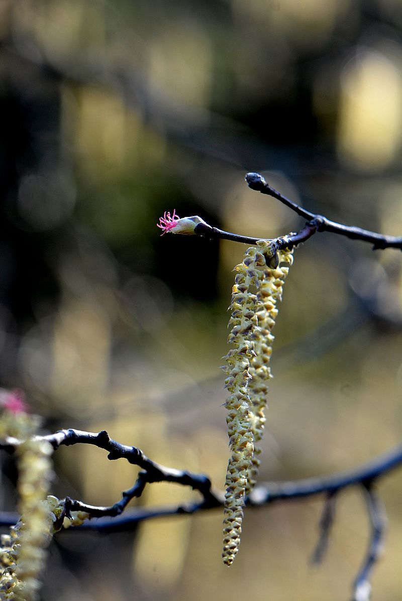 Image of Corylus cornuta specimen.