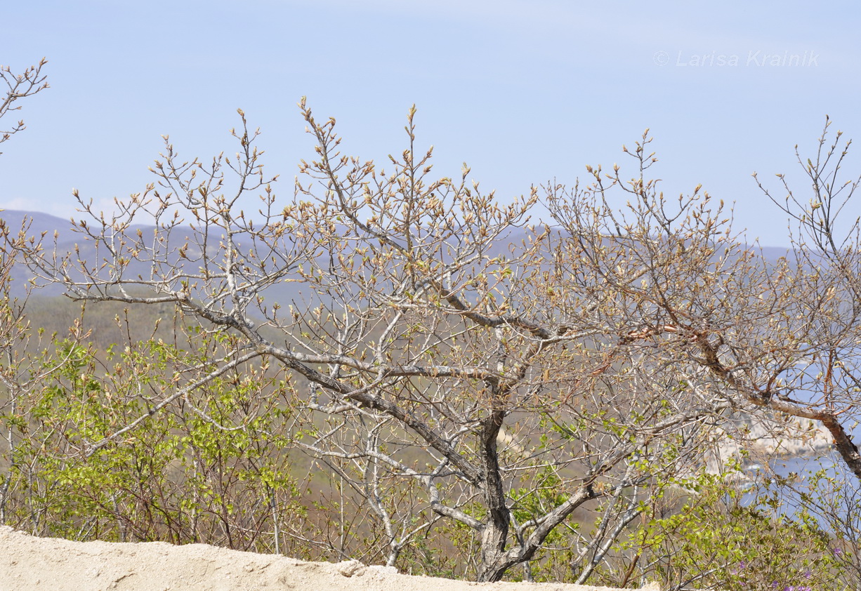 Image of Quercus mongolica specimen.