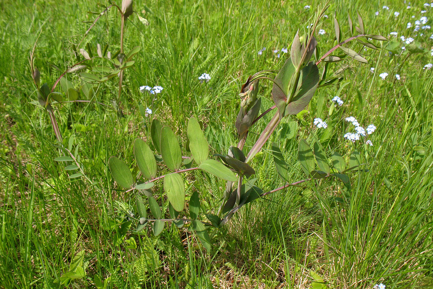 Изображение особи Lathyrus pisiformis.