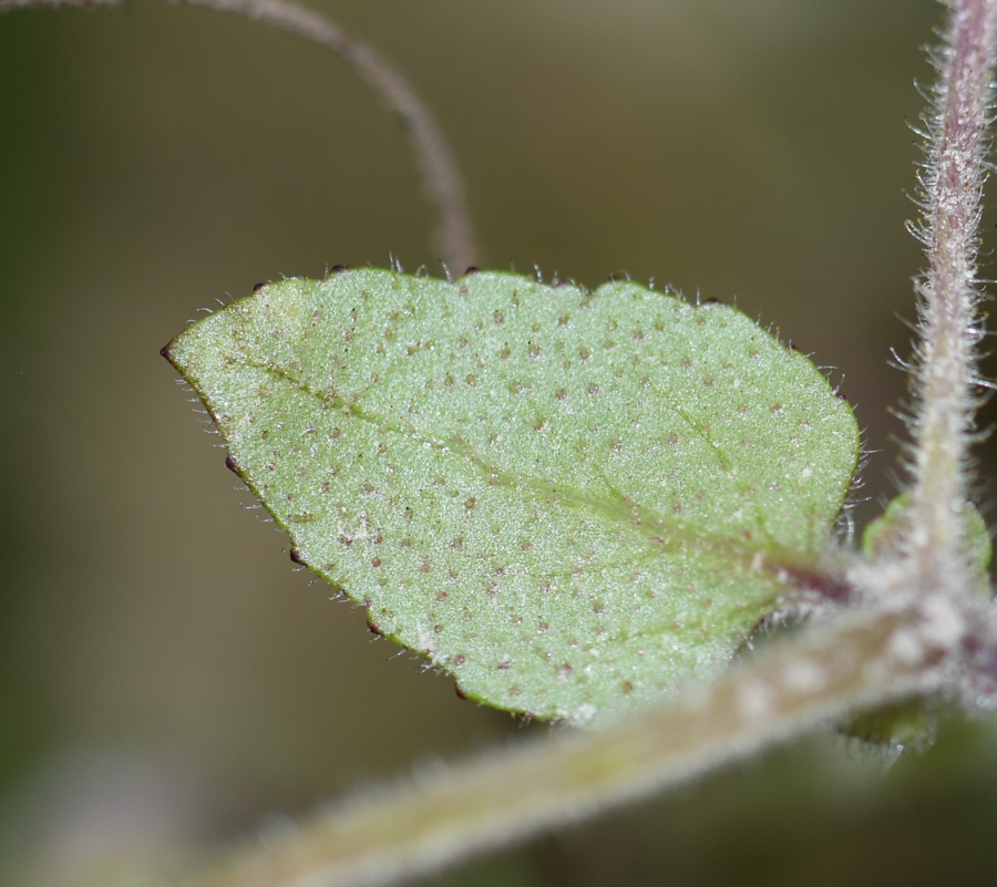 Image of genus Calceolaria specimen.