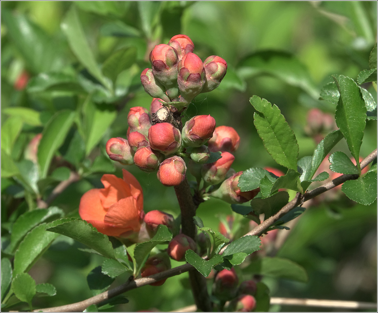 Image of Chaenomeles japonica specimen.