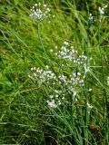 View full-size image genus Allium