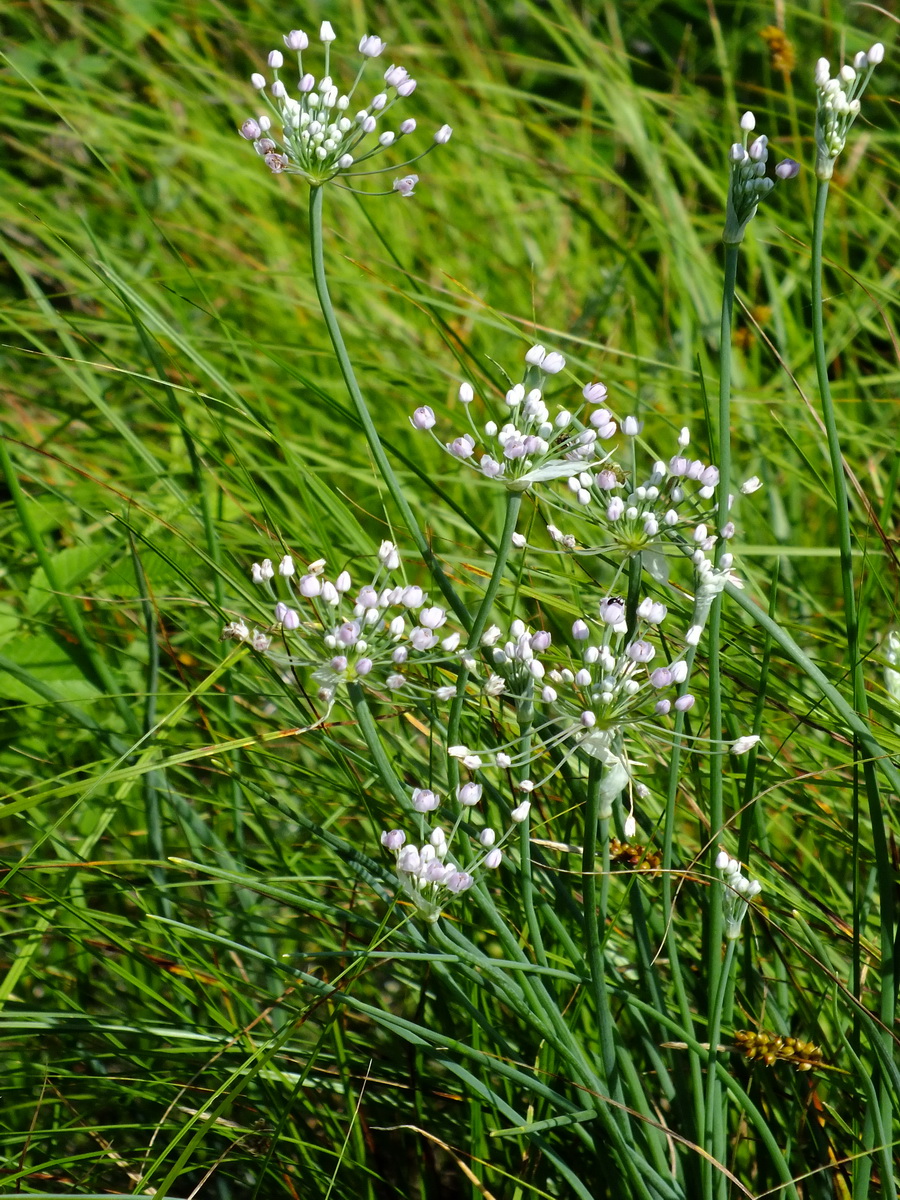 Image of genus Allium specimen.