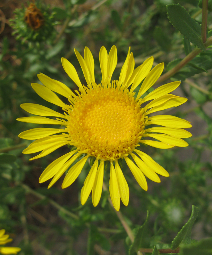 Image of Grindelia squarrosa specimen.