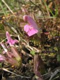 Pedicularis sylvatica. Верхушка цветущего растения. Нидерланды, провинция Drenthe, национальный парк Drentsche Aa, заказник Eexterveld, вересковая пустошь. 31 мая 2008 г.