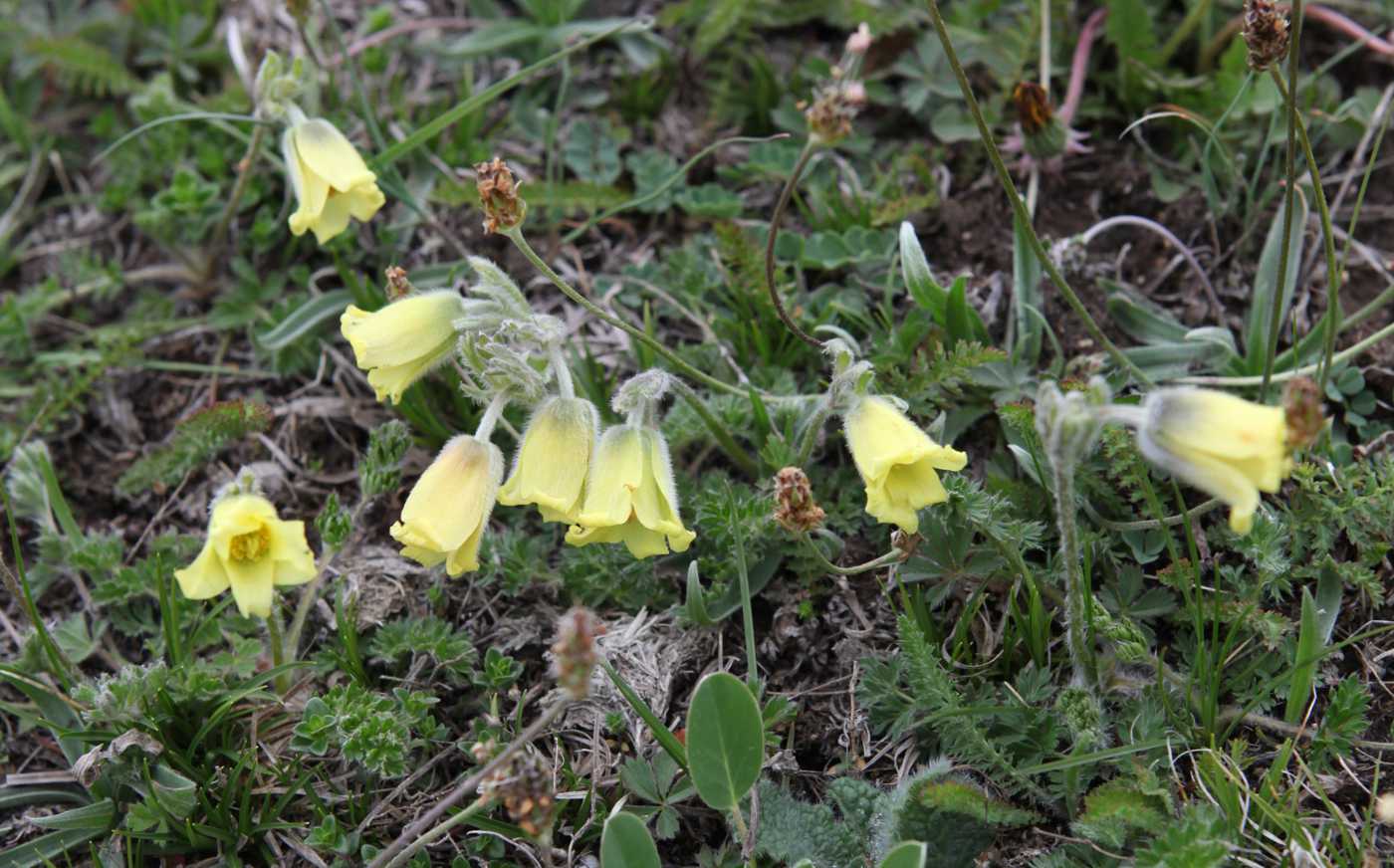 Image of Pulsatilla albana specimen.