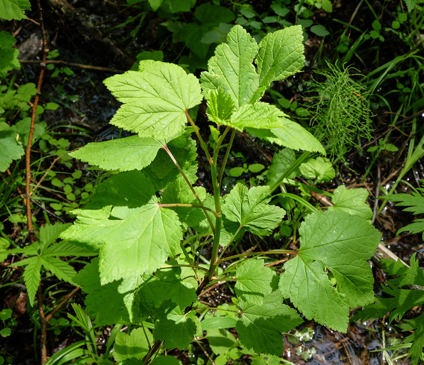 Image of Ribes palczewskii specimen.