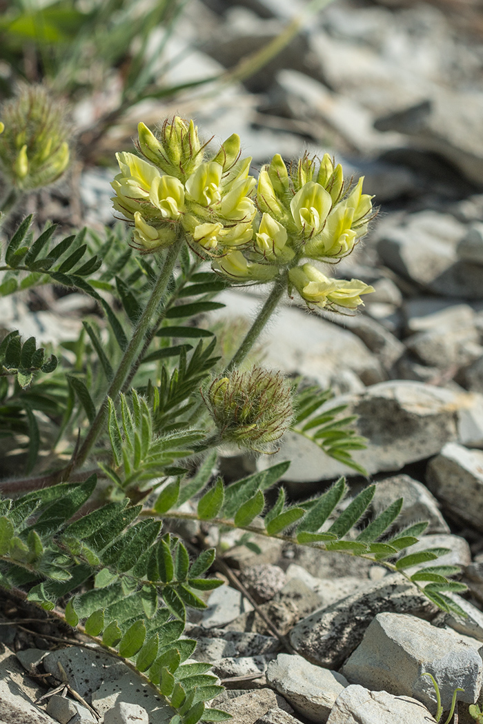 Изображение особи Oxytropis pilosa.