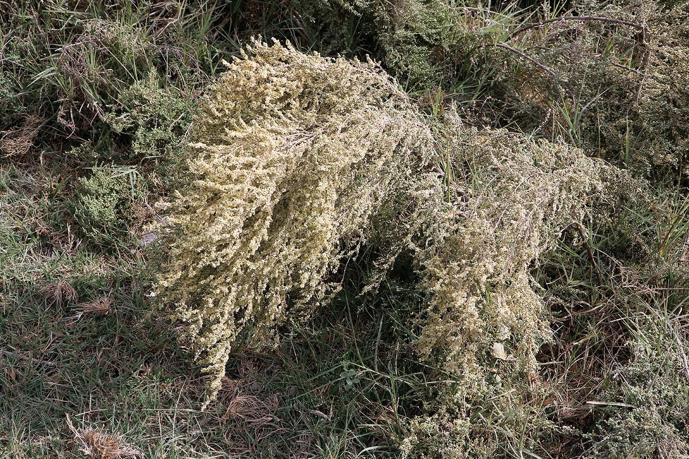 Изображение особи Salsola micranthera.