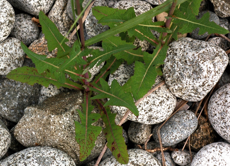 Изображение особи Sonchus arvensis.