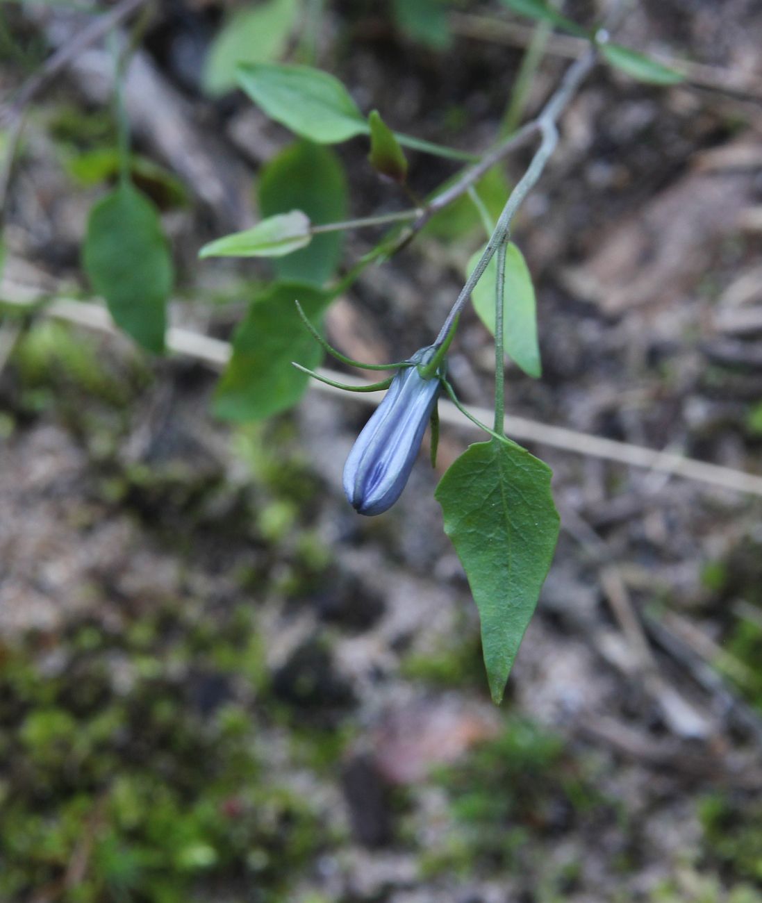 Image of Campanula rotundifolia specimen.