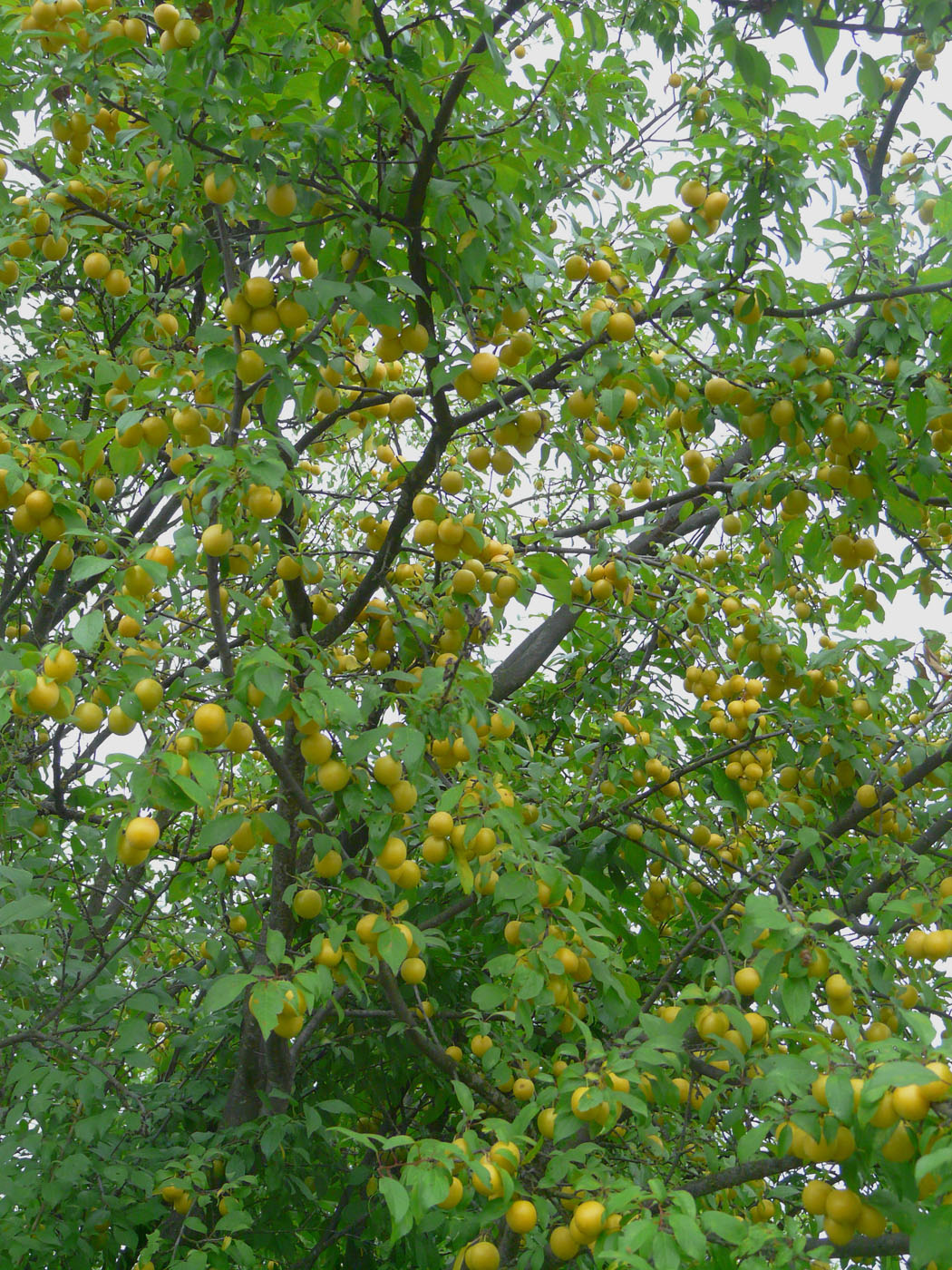 Изображение особи Prunus cerasifera.