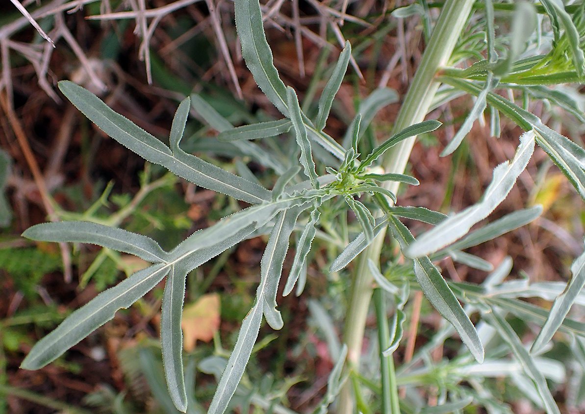 Image of Reseda lutea specimen.