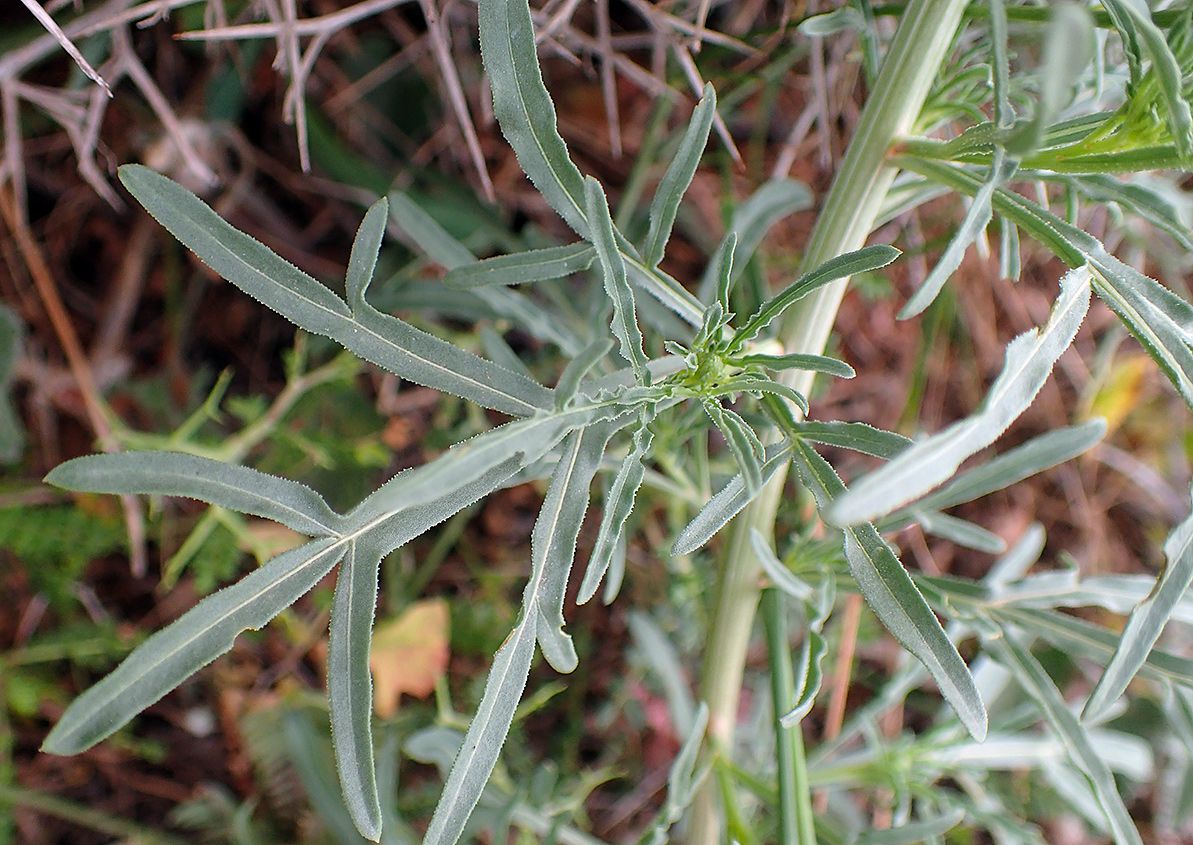 Изображение особи Reseda lutea.