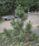 Pinus leucodermis. Молодое дерево ('Compact Gem'). Москва, ботанический сад МГУ \"Аптекарский огород\", в культуре. 02.09.2021.