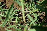 genus Atriplex