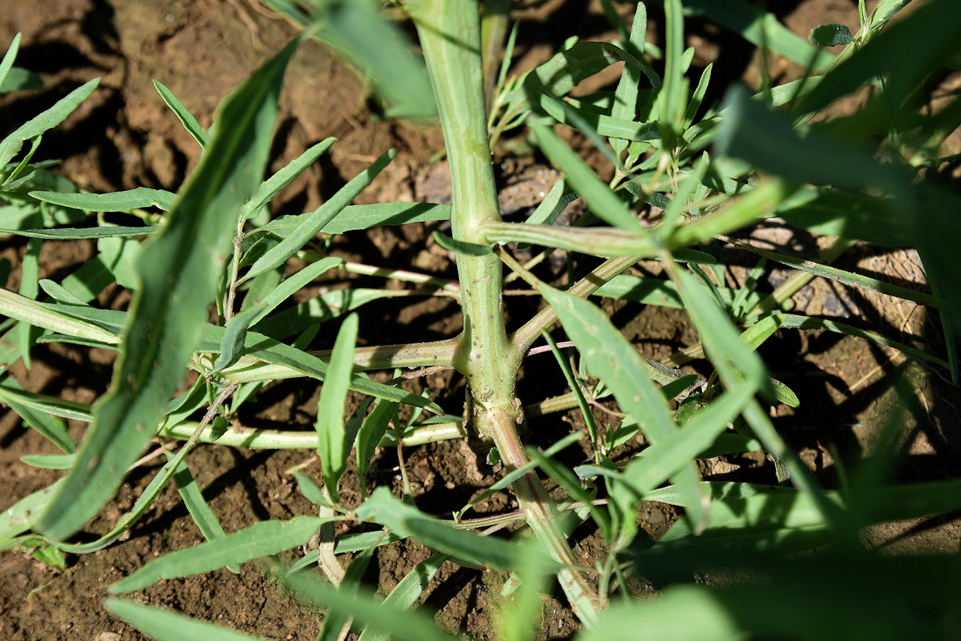 Image of genus Atriplex specimen.