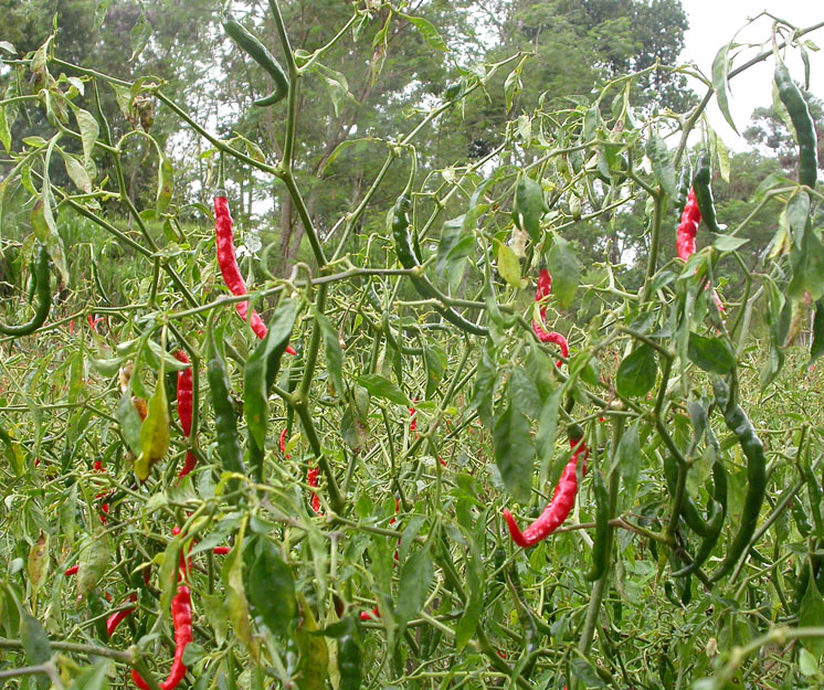 Изображение особи Capsicum annuum.