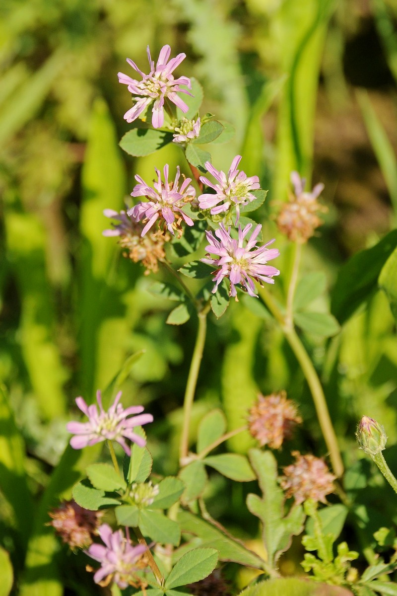 Image of Trifolium resupinatum specimen.