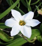 Ipheion uniflorum