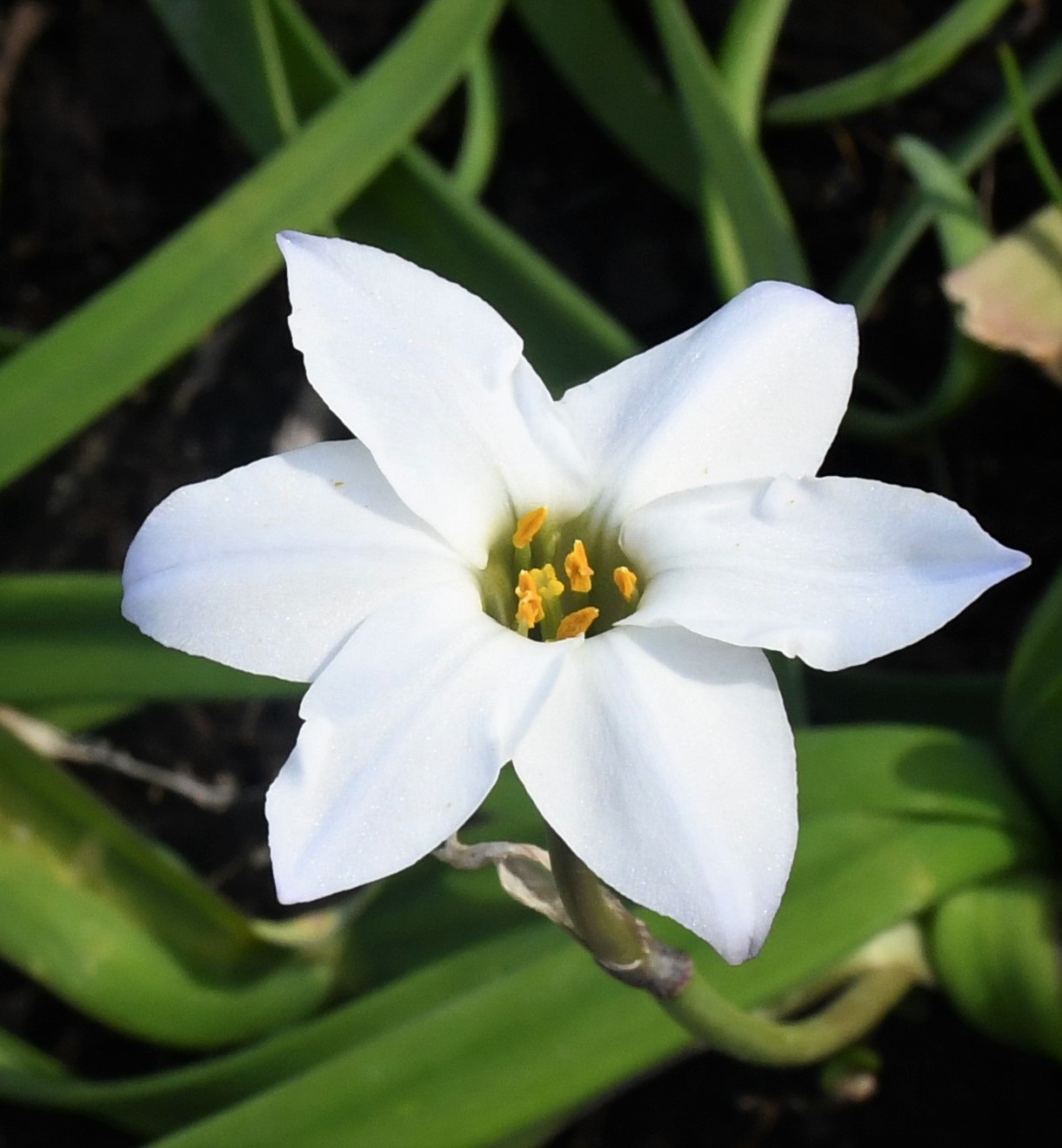 Image of Ipheion uniflorum specimen.