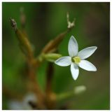 Centaurium meyeri. Цветок. Республика Абхазия, окр. Нового Афона. 20.08.2009.