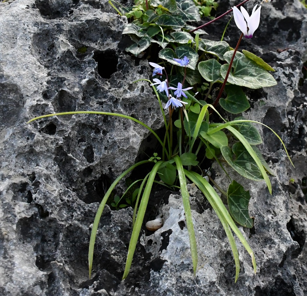 Image of Scilla morrisii specimen.