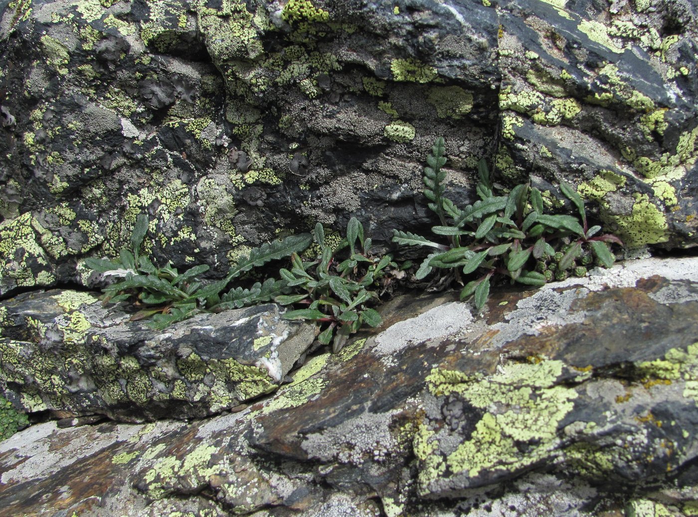 Image of Jurinea filicifolia specimen.