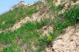 Astragalus macronyx