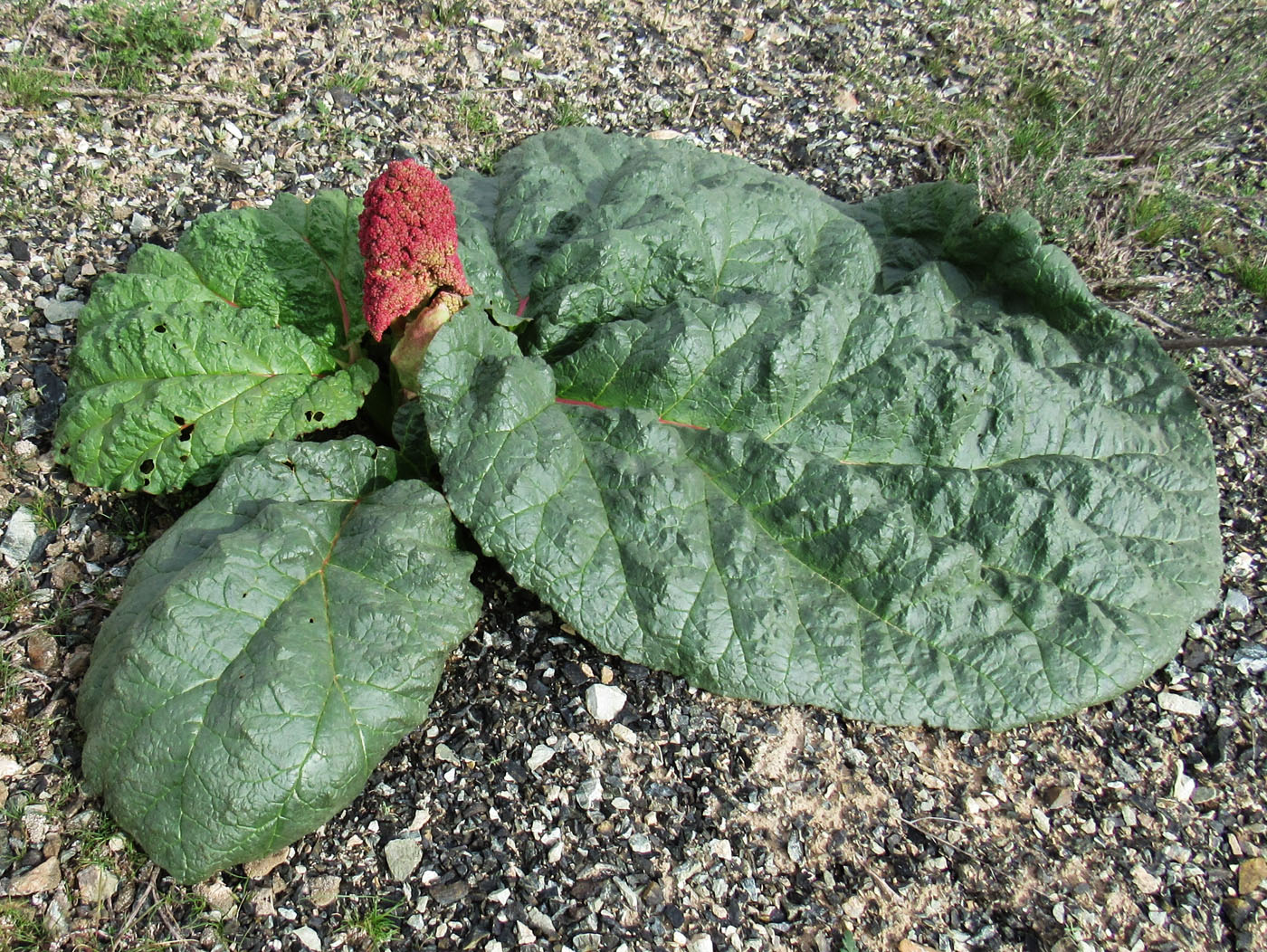 Image of Rheum tataricum specimen.