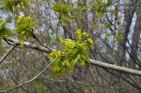 Acer mono