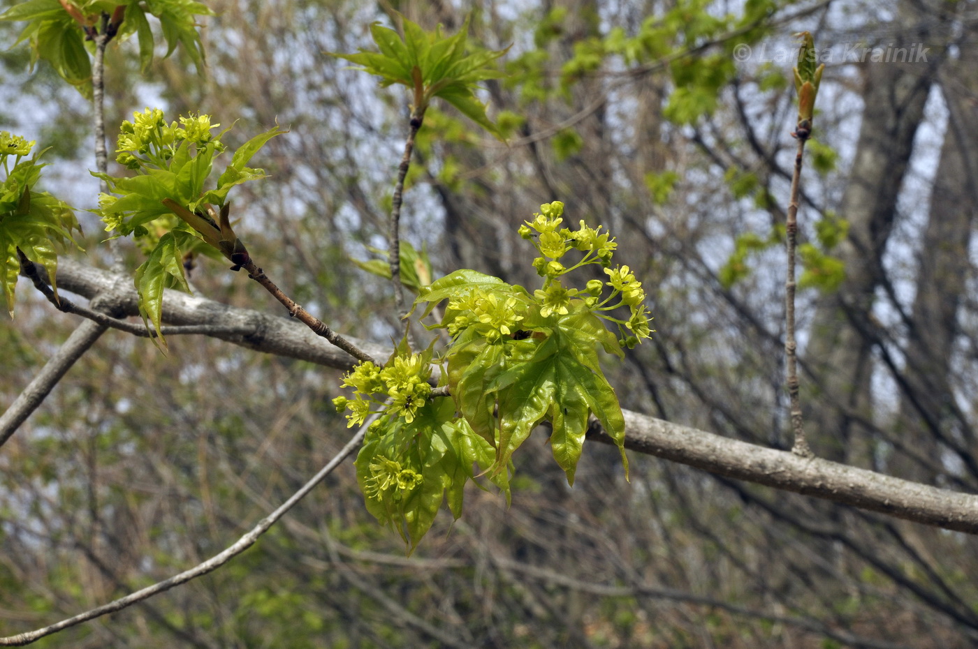 Image of Acer mono specimen.