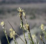 genus Carex. Верхушка цветущего побега. Пермский край, Кунгурский р-н, ур. Подкаменная гора, скалистый выступ. 06.05.2022.